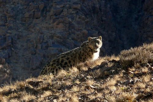 Bí mật của 'bóng ma' trên núi Himalaya