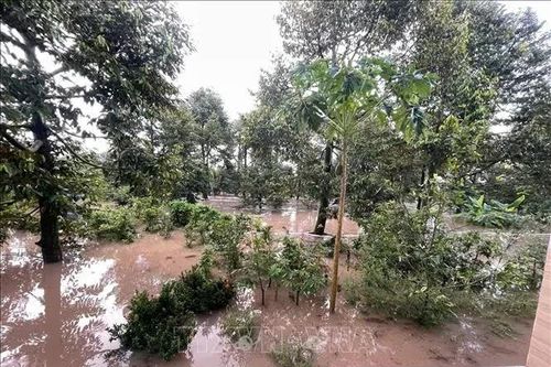 Vĩnh Long: Triều cường gây sạt lở, ngập hơn 15ha vườn cây