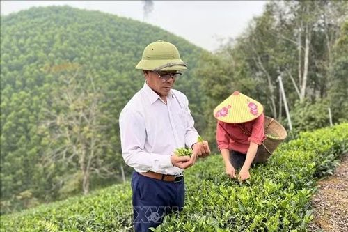 Người hồi sinh cây chè Bình Sơn trên đất bạc màu