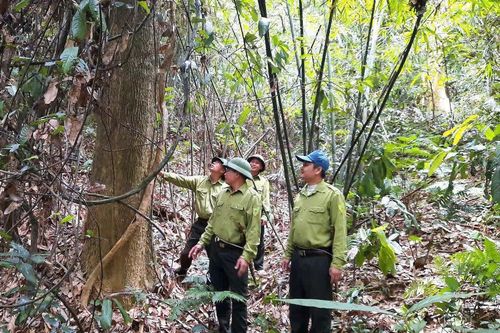 Vượt khó bám rừng, giữ màu xanh đại ngàn