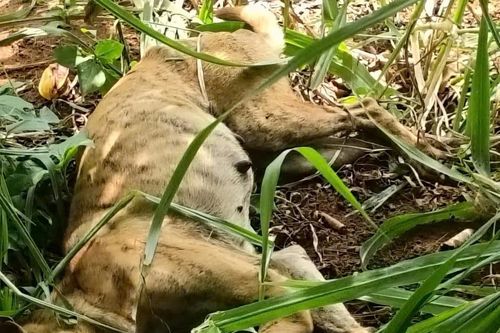 Chó nghi mắc bệnh dại cắn 8 người ở xã Đông Sơn