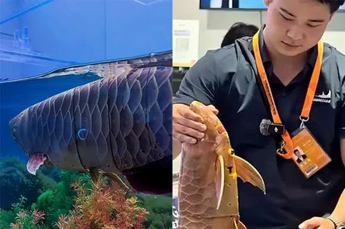 'Robot cá' khám phá thế giới dưới nước