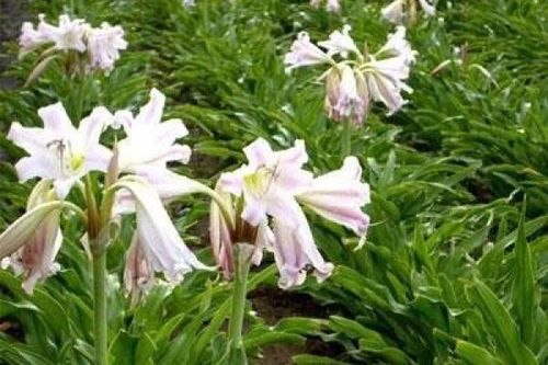 Bộ Y tế thúc đẩy phát triển dược liệu địa phương và đặt lộ trình chuẩn hóa GACP trước năm 2030