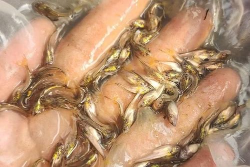 Lần đầu tiên sinh sản nhân tạo thành công cá bông lau
