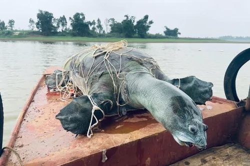 Cần thêm bằng chứng về khả năng còn rùa Hồ Gươm tại hồ Đồng Mô