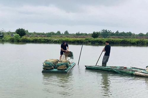 Người nuôi trồng thủy sản khắc phục vùng nuôi sau mưa lũ