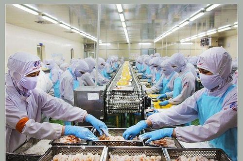 Xuất khẩu thủy sản vượt 8 tỷ USD, doanh nghiệp đối mặt áp lực kép từ thuế và tiêu chuẩn xanh