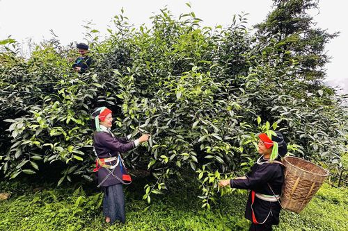 Gắn 'danh tính số' cho chè Shan tuyết
