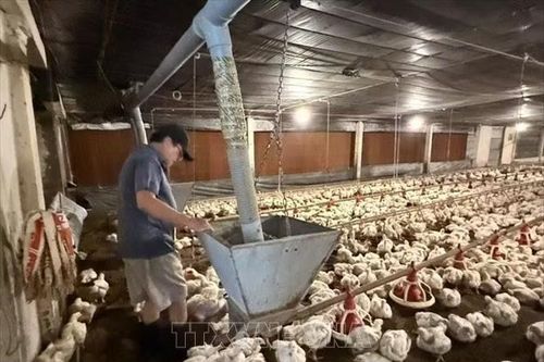 Thu đến 20 tỷ đồng/năm từ nuôi gà công nghiệp công nghệ cao