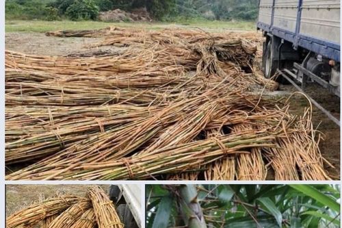 Khai thác loài cây Mây hồng phải đúng quy định pháp luật
