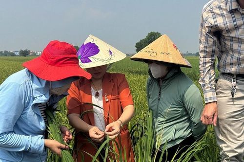 Hải Phòng: Tăng cường phòng trừ rầy, bảo vệ lúa vụ Mùa 2026
