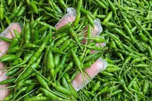 Ớt gió vùng cao có giá cao gấp nhiều lần ớt thường vì sao?
