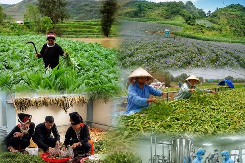 Lào Cai đặt mục tiêu phát triển hơn 8.500ha vùng dược liệu đến năm 2030