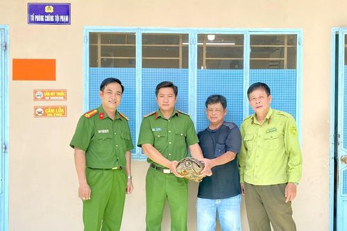 An Giang: Người dân giao nộp cá thể rùa quý hiếm