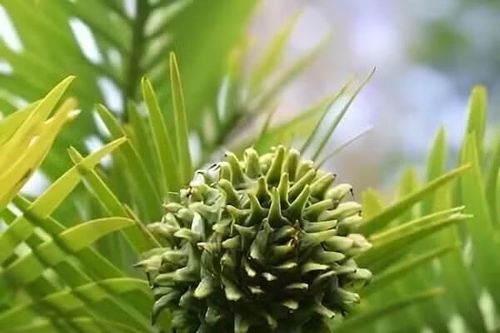 Loài thực vật tưởng đã tuyệt chủng 2 triệu năm bỗng được phát hiện còn sống