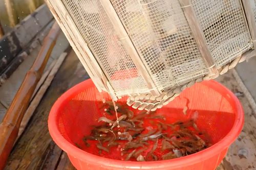 Mưu sinh sớm mai trên đầm phá