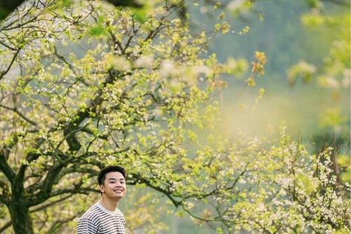 Mộc Châu mùa hoa mận nở trái mùa