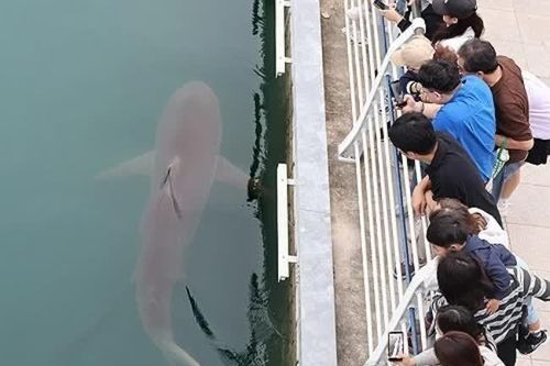 Cá mập nổi tiếng Busan không chịu rời kênh sau 3 tuần cứu hộ