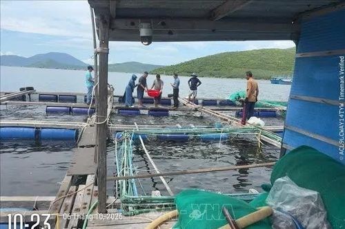 Xác định nguyên nhân cá chim nuôi lồng chết tại Khánh Hoà