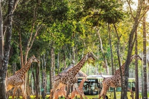 Từ 200 cá thể đầu tiên đến kỳ quan Vinpearl Safari Phú Quốc
