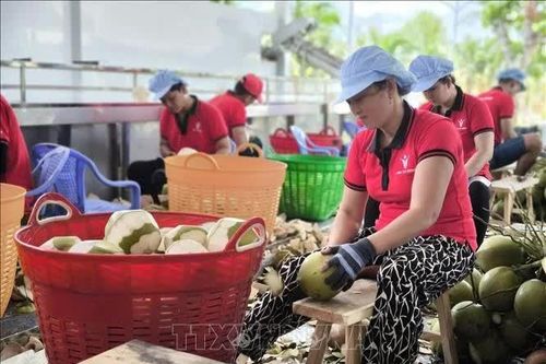 Chuỗi giá trị từ cây dừa hút hàng chục nghìn lao động nông thôn