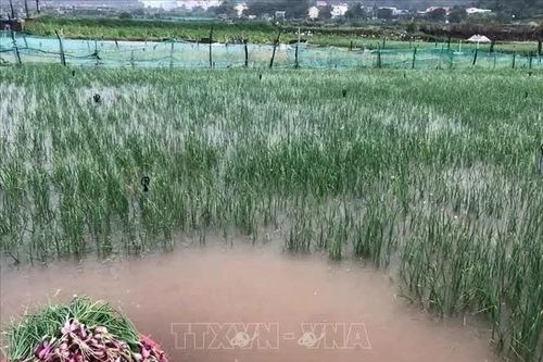 Mưa lớn gây thiệt hại diện tích hành sắp thu hoạch ở Lý Sơn