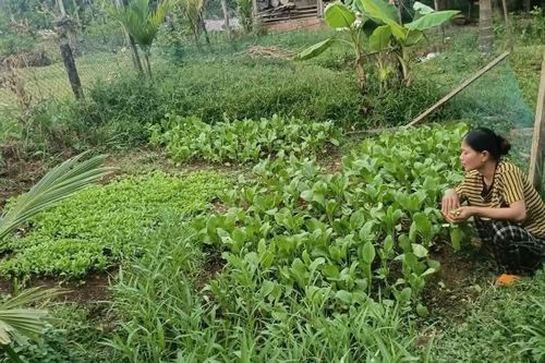 Quảng Ngãi: Tập trung triển khai đồng bộ các chương trình mục tiêu quốc gia giai đoạn 2026 - 2030