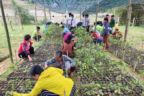 Phát triển sinh kế bền vững gắn với bảo vệ rừng và văn hóa Bru - Vân Kiều