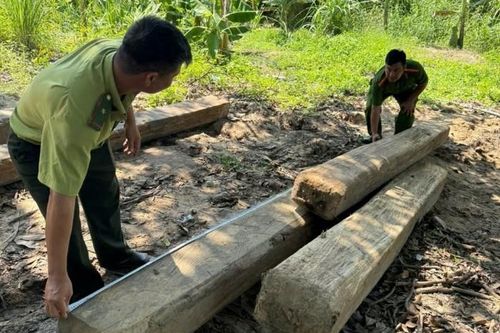 Bắt giữ vụ mua bán, vận chuyển gỗ 'lậu'