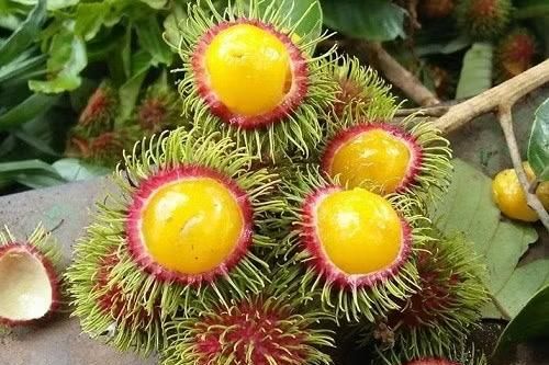 Chôm chôm dây trở thành đặc sản vùng cao được săn đón