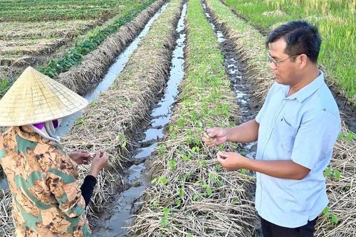 Chủ tịch Hội Nông dân xã quay video hướng dẫn kỹ thuật canh tác tại ruộng, vườn