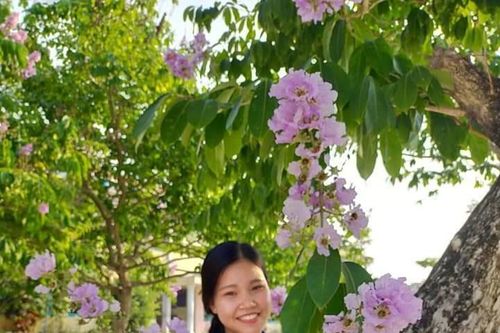 Phố tím bằng lăng quê tôi