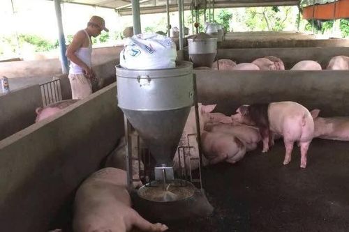 Liên tục ghi nhận ổ dịch tả lợn châu Phi tại Cần Thơ