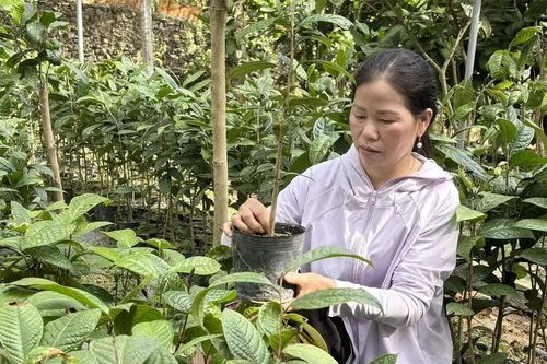 Đánh thức “vàng xanh” dưới chân núi Tam Đảo