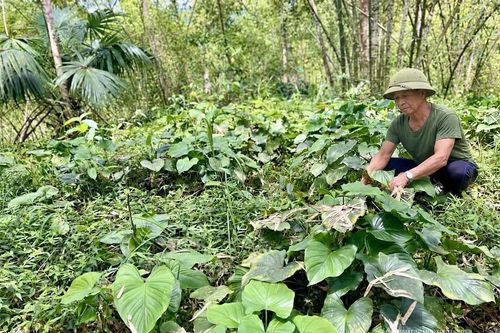 Gieo cây dược liệu dưới tán rừng