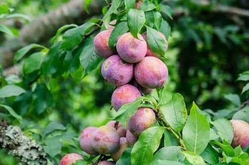 Sức hút của mận hậu ngố Tây Bắc trong mùa thu hoạch