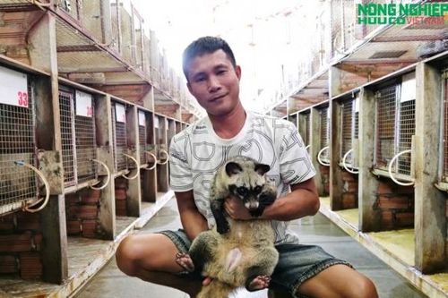 8X bỏ nghề thợ mộc, mạnh dạn đầu tư nuôi chồn hương, thu lãi hàng tỷ đồng mỗi năm