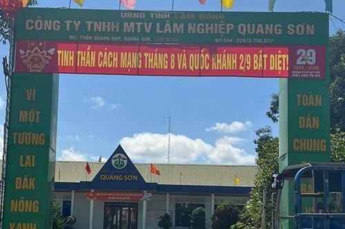 Xử phạt Công ty Lâm nghiệp Quảng Sơn vì hành vi tự ý chuyển đổi đất rừng sản xuất