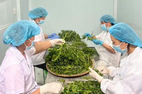 Gia Lai: Gỡ điểm nghẽn để nông nghiệp công nghệ cao, dược liệu bứt phá
