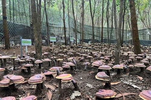 Đánh thức tiềm năng dược liệu Tây Nguyên