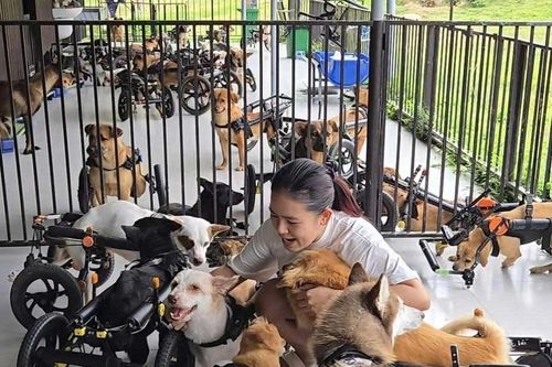 Những cuộc đời nhỏ được 'hồi sinh' từ chiếc xe lăn đặc biệt