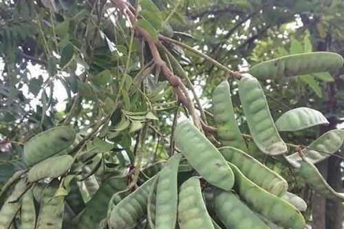 Công dụng một loại cây dùng gội đầu nằm trong danh mục cấm trồng ở Hà Nội