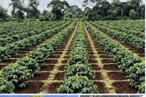Tháo gỡ vướng mắc tại dự án Nông lâm kết hợp của Công ty Ngân Lâm