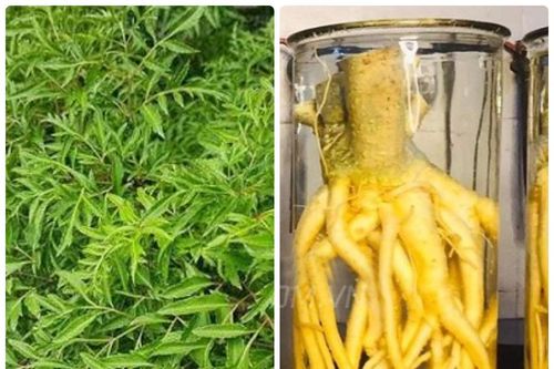 Bác sĩ hướng dẫn cách ngâm rượu rễ cây đinh lăng an toàn