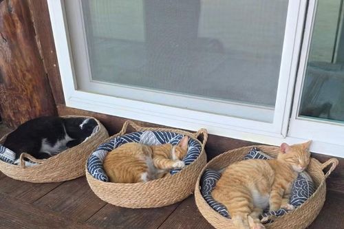 Trải nghiệm một đêm đặc biệt tại ngôi chùa cùng những chú mèo