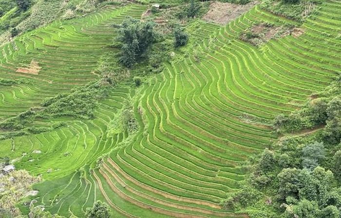 Xã Trung Chải mùa lúa xanh mượt mà phủ kín khắp sườn đồi. (Ảnh: Quốc Khánh/TTXVN)
