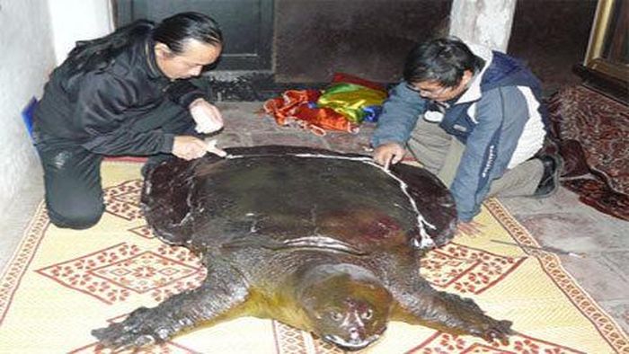 Vết nứt trên mai tiêu bản rùa. - Ảnh: Dân trí.