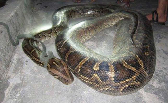  Con trăn này nặng hơn 35 kg (Ảnh: Dân trí)