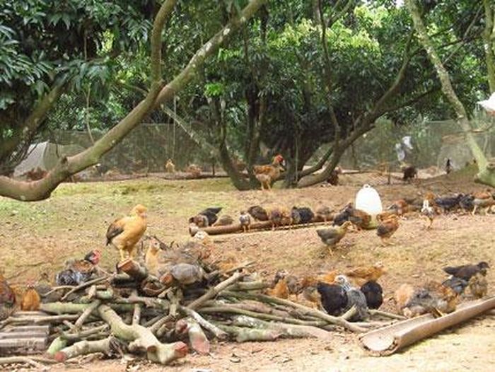Đàn gà hơn 1 tháng tuổi này được nuôi với chế độ riêng.