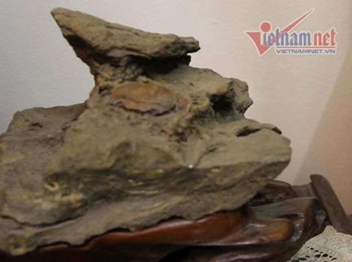 Cua đồng hóa thạch